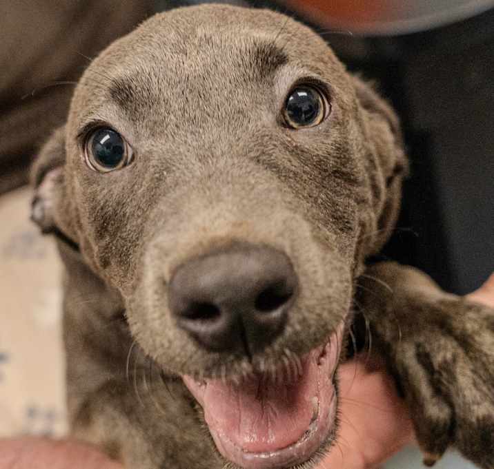 Photo of Bolt