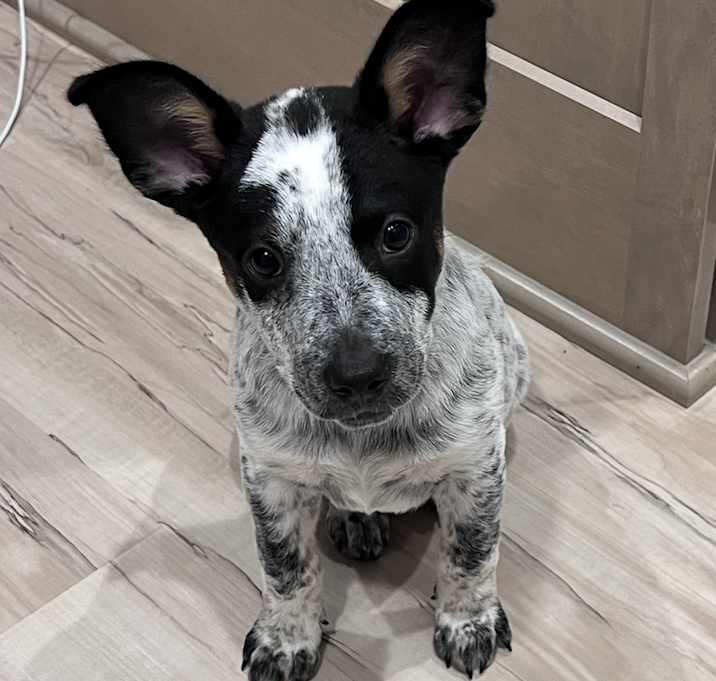 Photo of Rocket