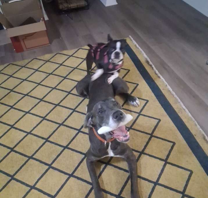 Photo of Moose