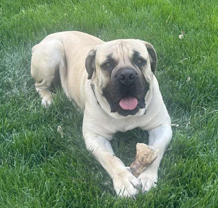 Photo of Ace