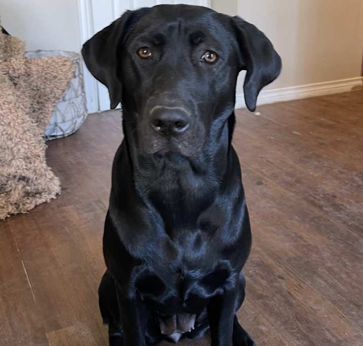 Photo of Samba