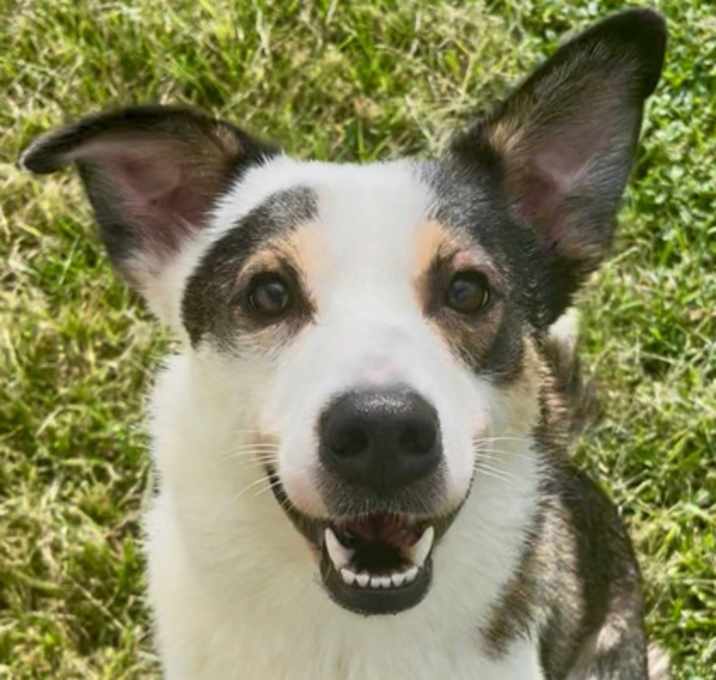 Photo of Callipop