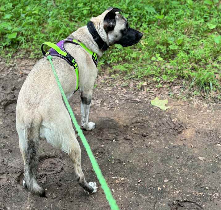 Photo of Sadie