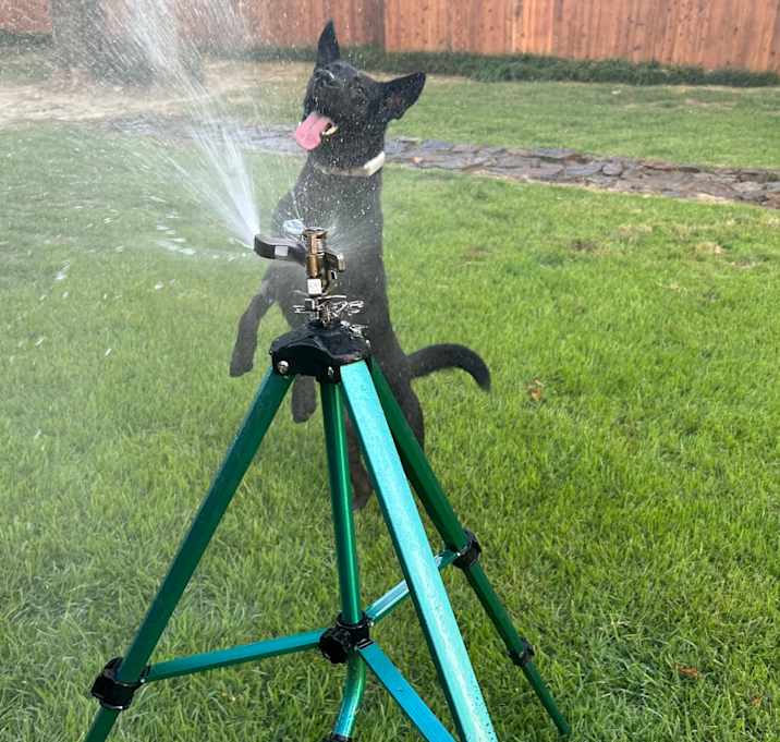Photo of Jet