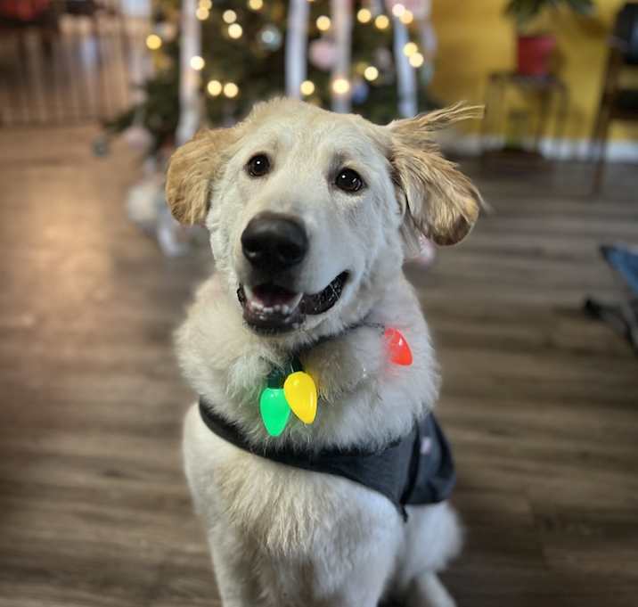 Photo of Boba