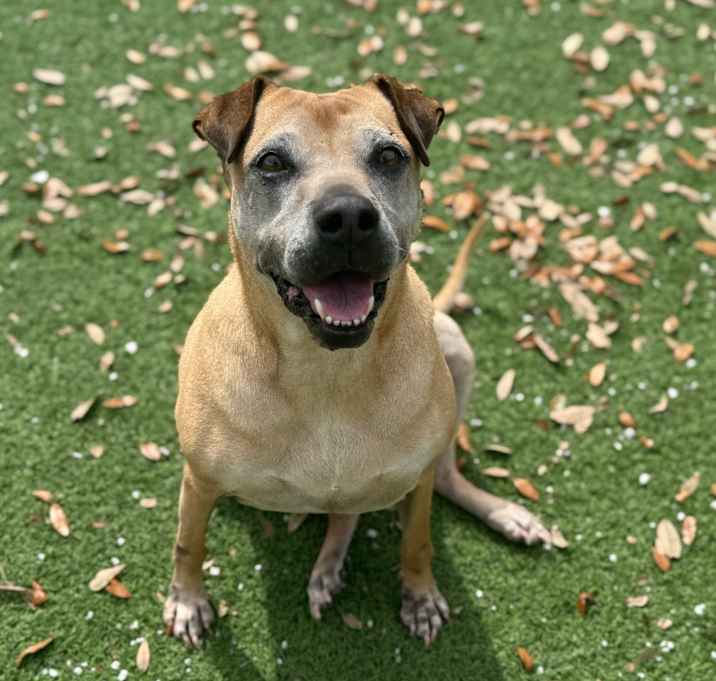 Photo of Roxie 4229