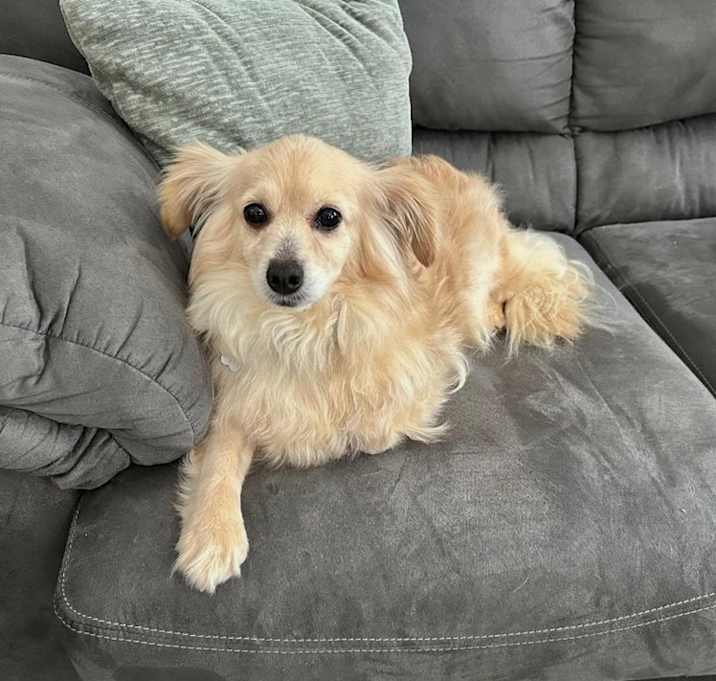Photo of Cupcake