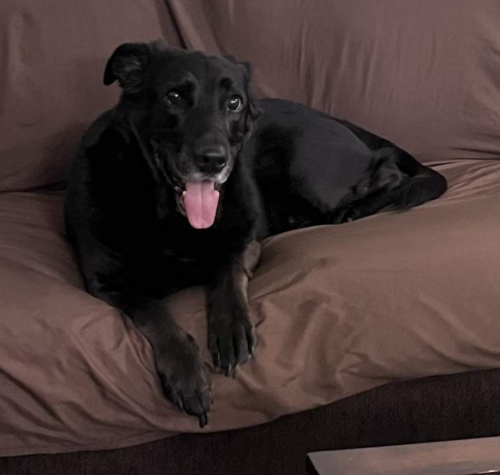 Photo of Rocky