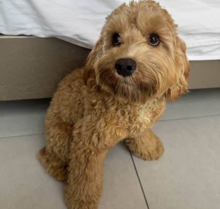 Photo of Maple