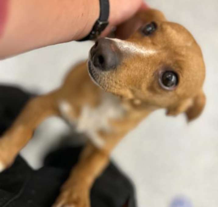 Photo of Miracle Mindy