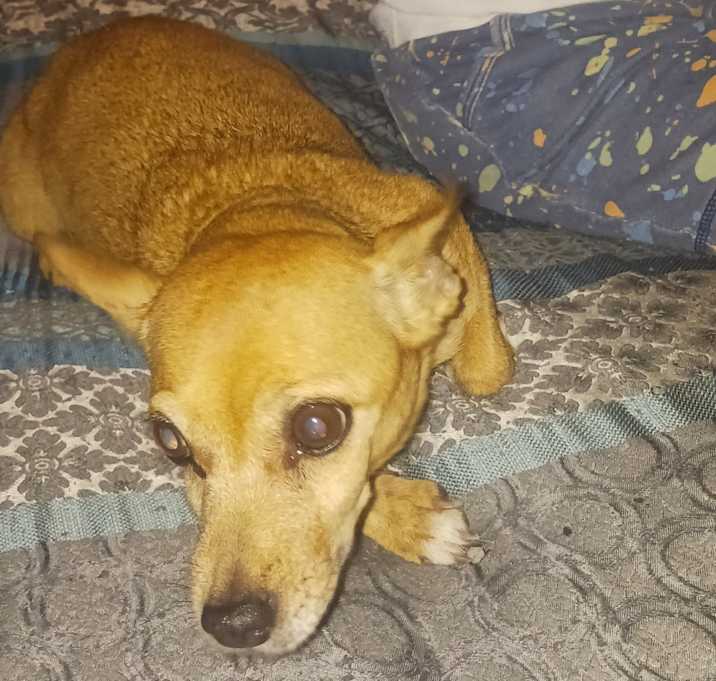 Photo of Penny
