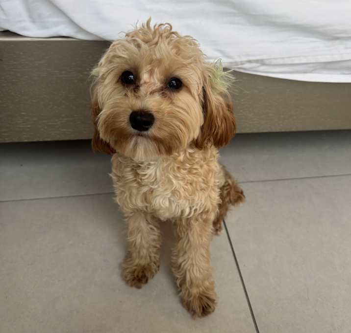 Photo of Ginger