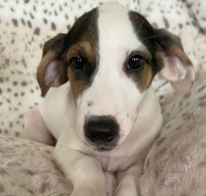 Photo of Hazel
