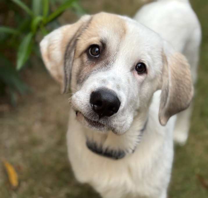 Photo of Finley