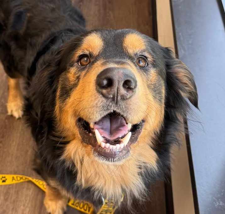 Photo of Fozzie