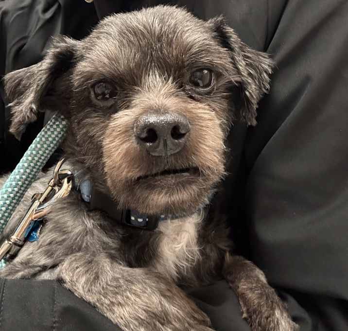 Photo of Oreo