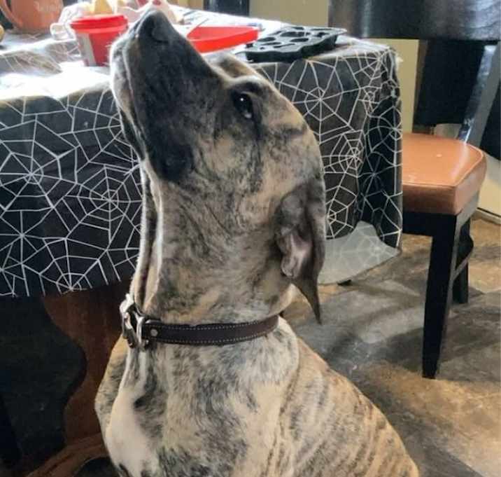 Photo of Ruby