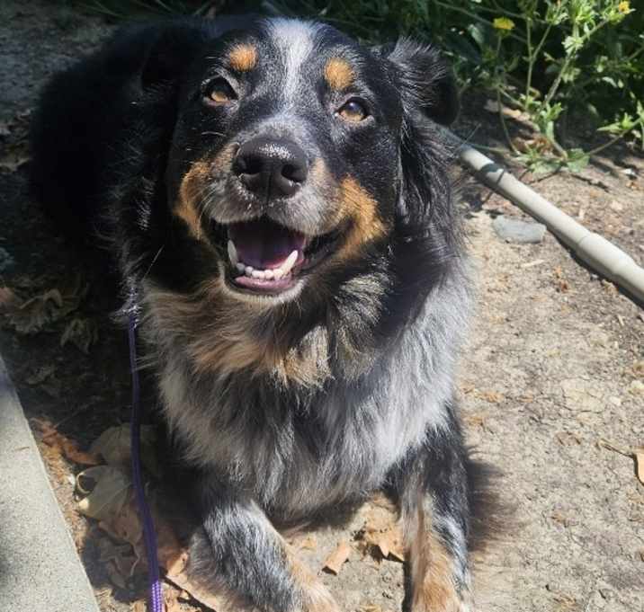 Photo of Harley