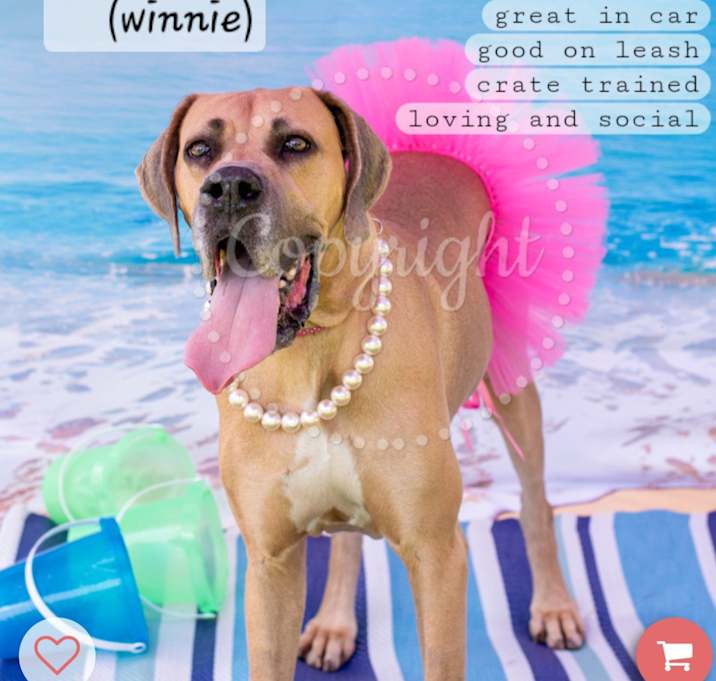 Photo of Winnie (Gwendolyn)