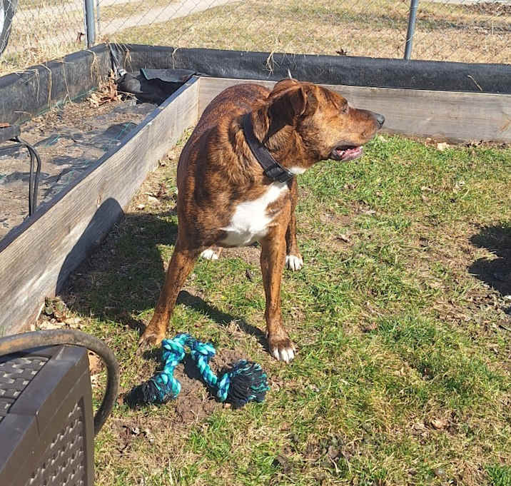 Photo of Bruno