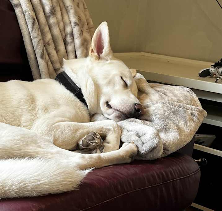 Photo of Milo