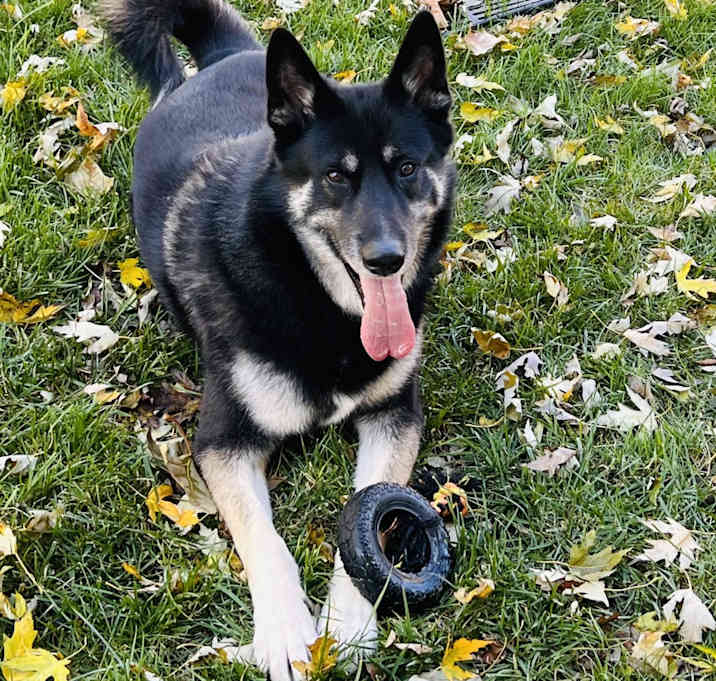 Photo of Loki