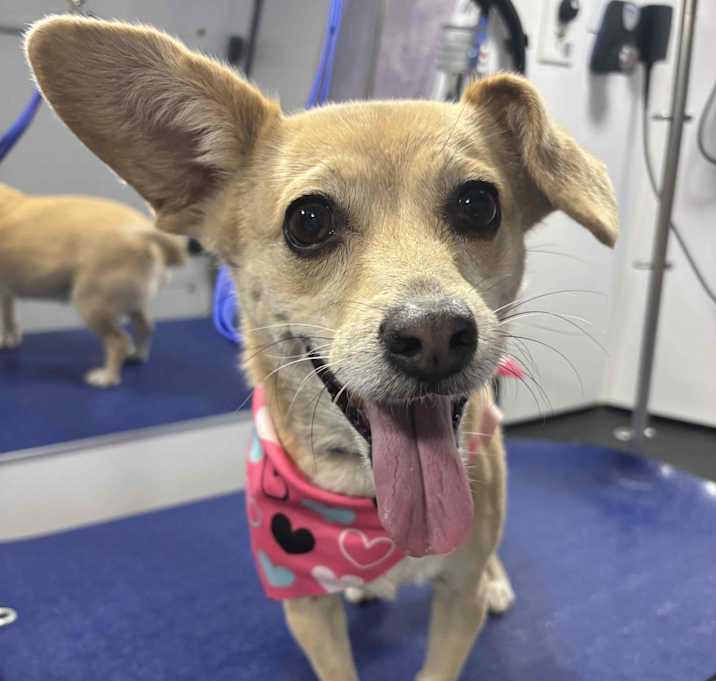 Photo of Honey
