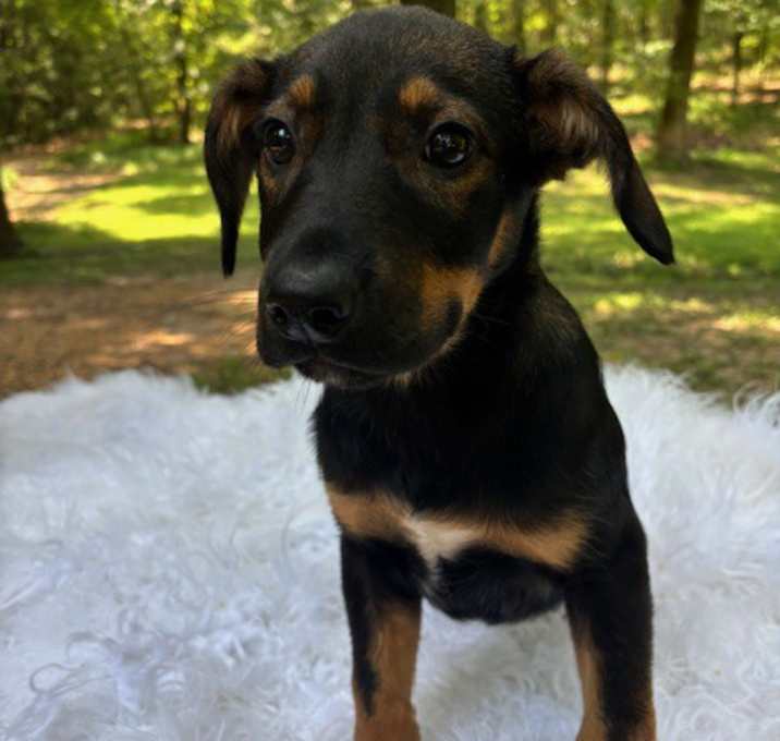 Photo of Azalea