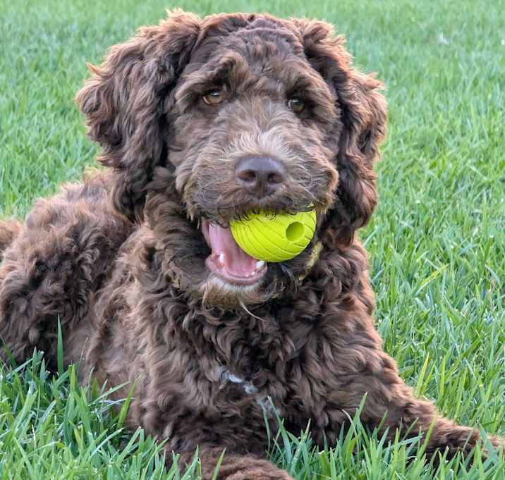 Photo of Luca