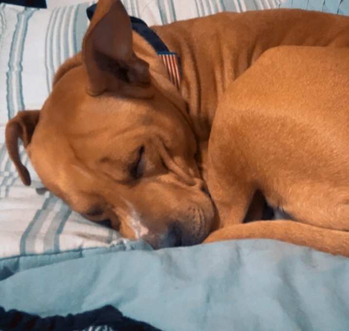 Photo of Riley