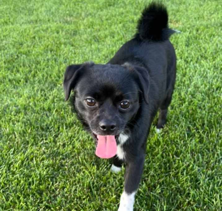 Photo of Dipper