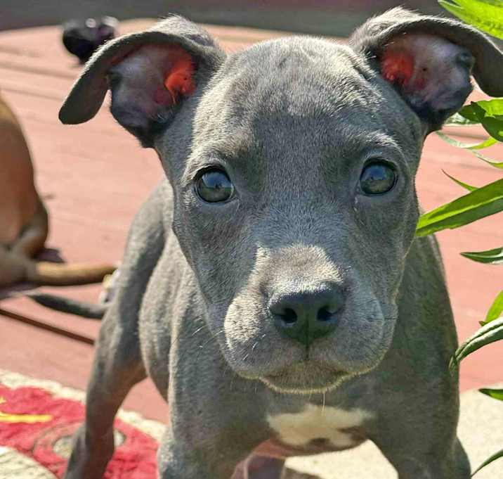 Photo of Luna