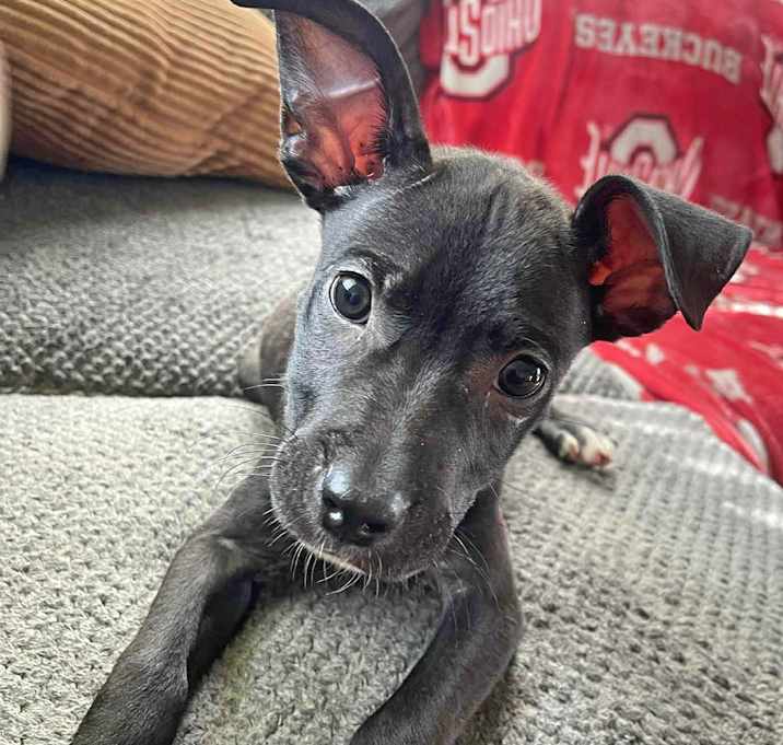Photo of Echo