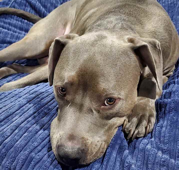 Photo of Odin the snuggly dog