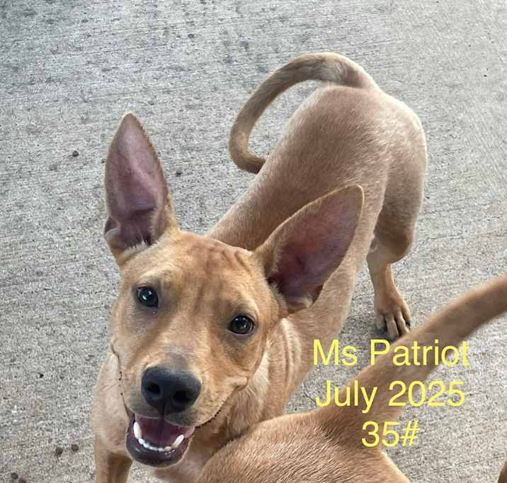 Photo of Ms. Patriot - highway 118 pup