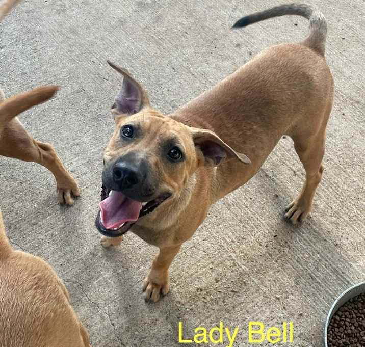 Photo of Lady Bell - Highway 118 pup
