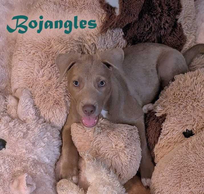 Photo of Bojangles