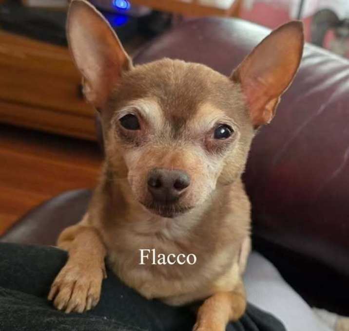 Photo of Flacco
