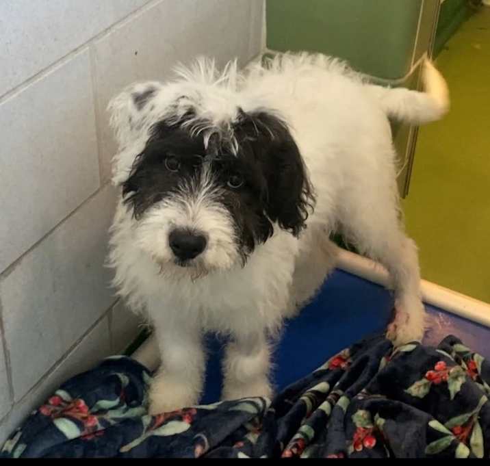 Photo of Zorro