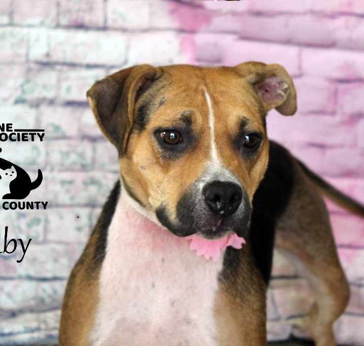 Photo of Ruby