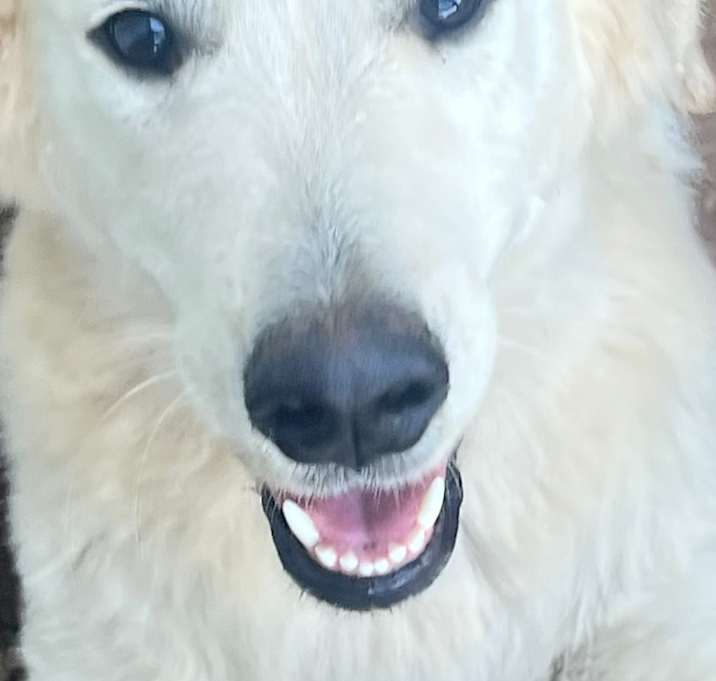 Photo of Henry