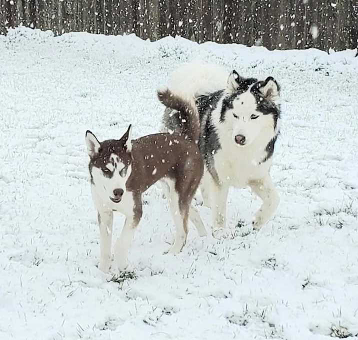 Photo of Smokey