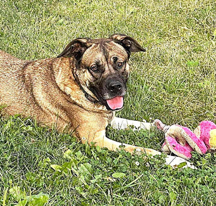 Photo of Brutus