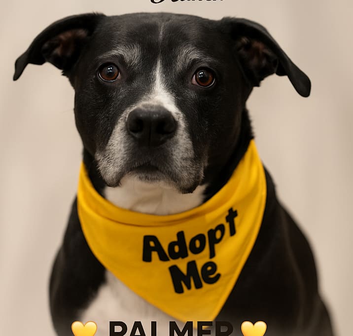 Photo of Palmer 