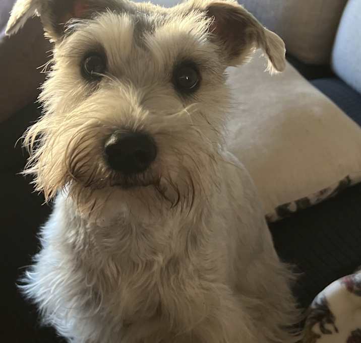 Photo of Stella