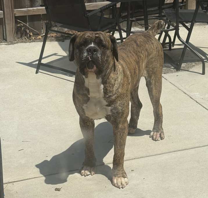 Photo of Savage