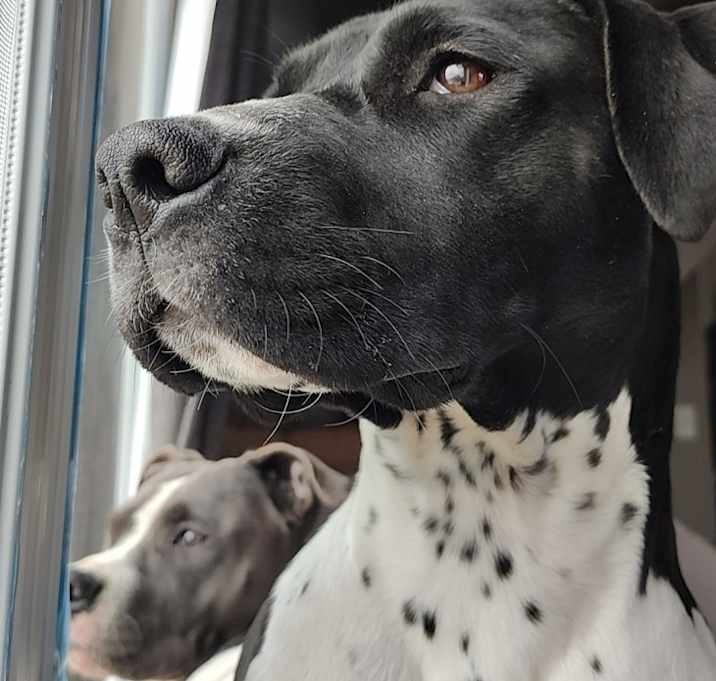Photo of Luna