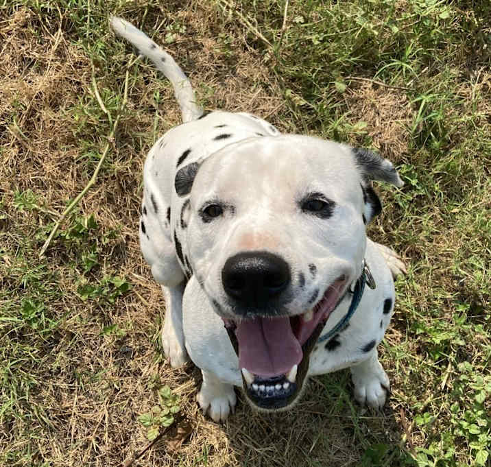 Photo of Colt