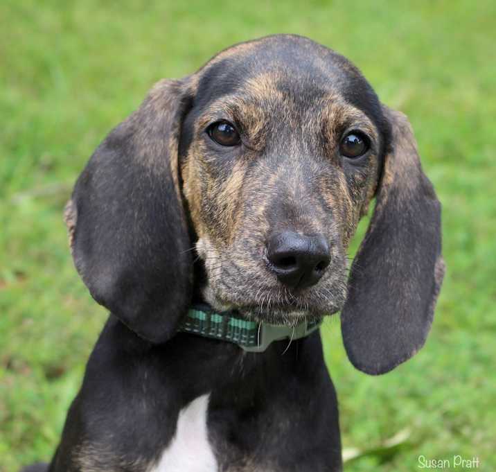 Photo of Rusty