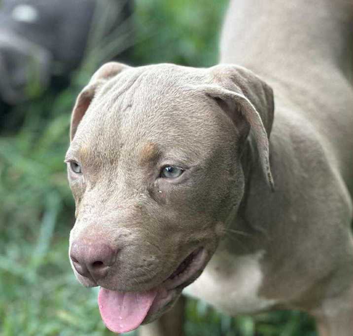 Photo of RUBY/URGENT